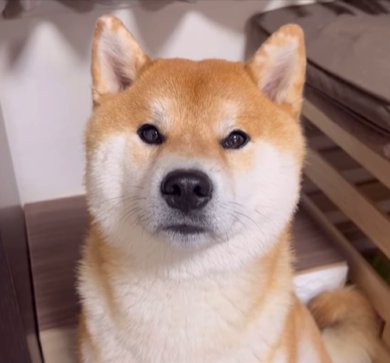 じっとカメラ目線の柴犬