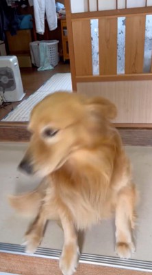 素早く方向転換する犬