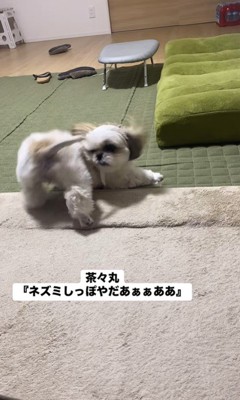 ネズミしっぽを嫌がる茶々丸ちゃん8