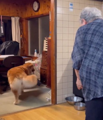 部屋の奥へ入る犬