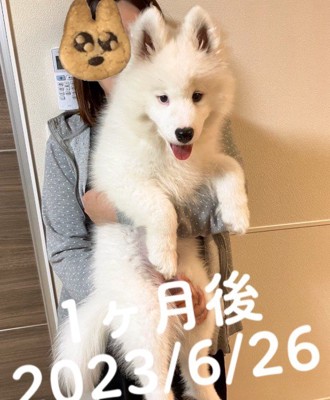 1ヶ月経過すると…