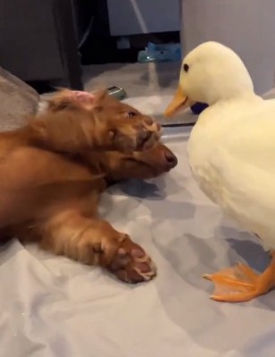 遊んで欲しいガーガーちゃん