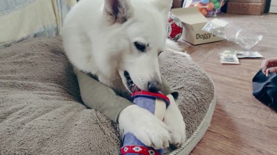 BJ くんに「お風呂入る？」と聞いたら3