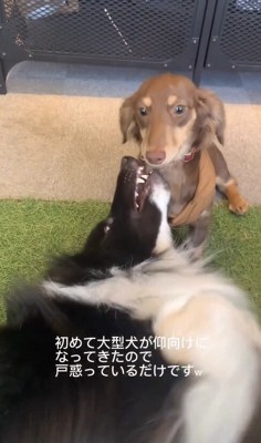 仰向けの大型犬に戸惑うダックス