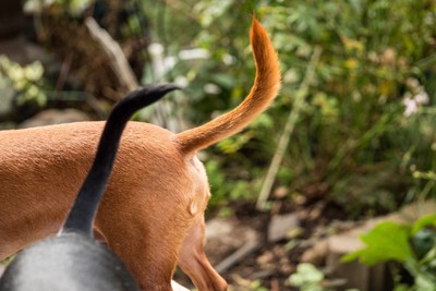 犬のしっぽ