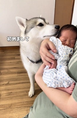 赤ちゃんに鼻を近づける犬