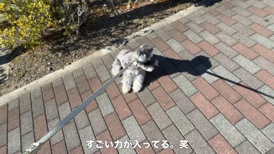 全力で拒否