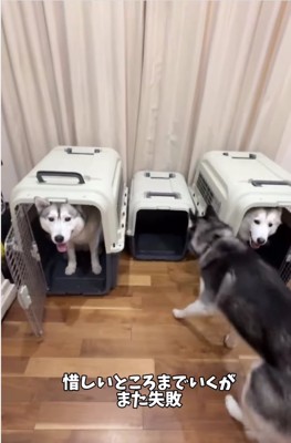 小さいケージに向かうハスキー犬