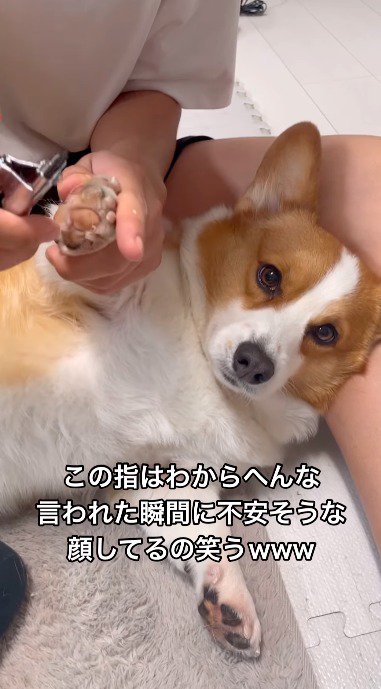仰向けになって飼い主に爪切りをされる犬