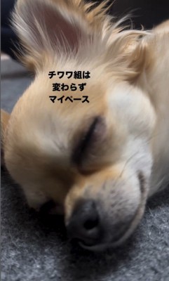 おばあちゃんとの別れを惜しむワンコたち7