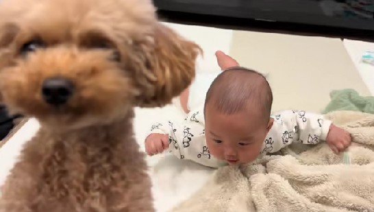 ラテちゃんと赤ちゃん