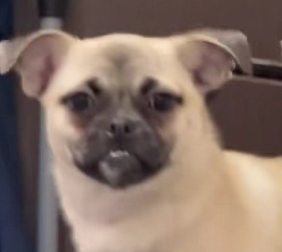 まるで王者のよう！