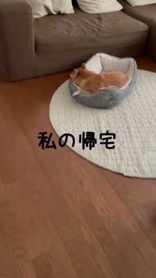 犬がいる部屋へ入っていく女性