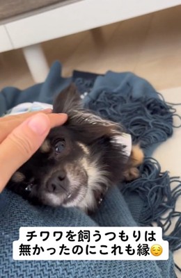 撫でられるちまきちゃん