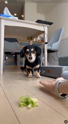 前足を上げる犬