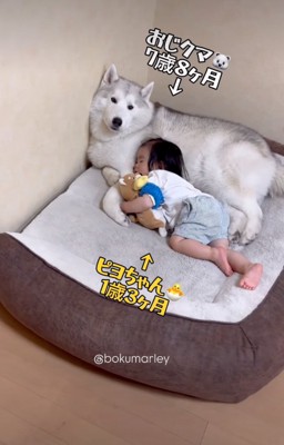 犬を枕にして眠る男の子2