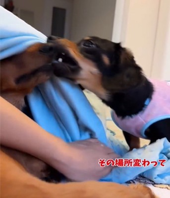 噛みつく犬