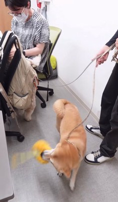 大はしゃぎの2匹の犬