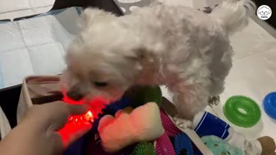 おもちゃを探すナナくん9