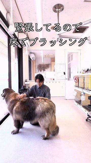 床で優しくブラッシングされる大型犬