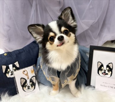 犬オタク