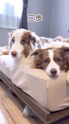 飼い主の言葉を聞き流す2頭の犬