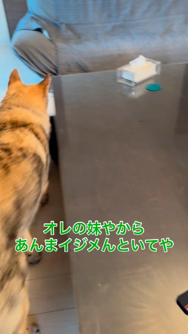 子犬のあとを追いかける大型犬
