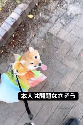 「さんぽたのしいよ！」