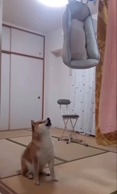 ベッドに文句を言う柴犬