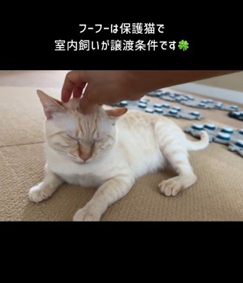 フーフーくんを気遣うモネちゃん6