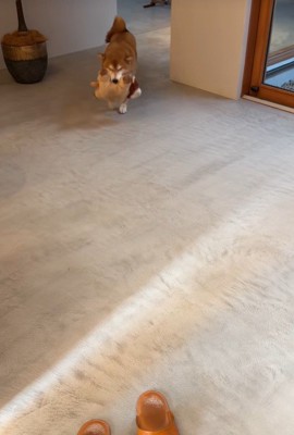 おもちゃをくわえて登場♪