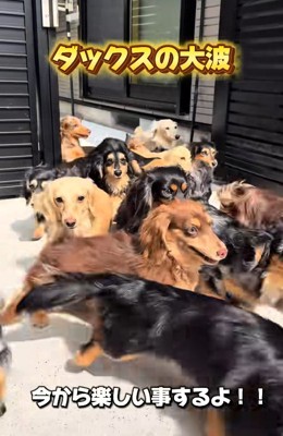 飛び出してくる小型犬たち