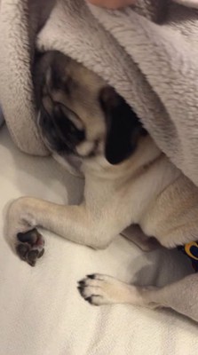 ブランケットをめくられて体を起こす犬