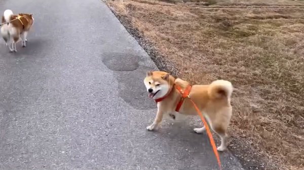 笑顔のわらびちゃん