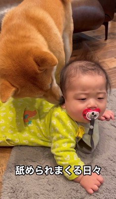 赤ちゃんを舐める犬