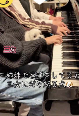 膝の上のころんちゃん