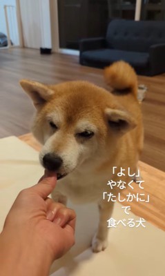 おまめちゃんのおやつタイム3