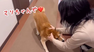 甘える柴犬