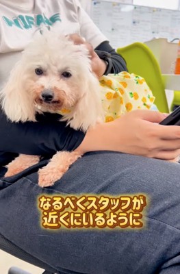 膝の上に座る犬