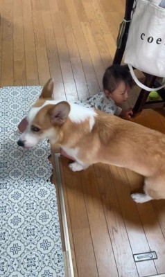 赤ちゃんを見守るまる君⑩