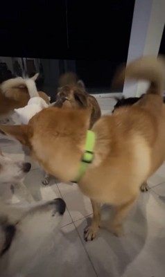 32匹の保護犬たちのお出迎え⑩