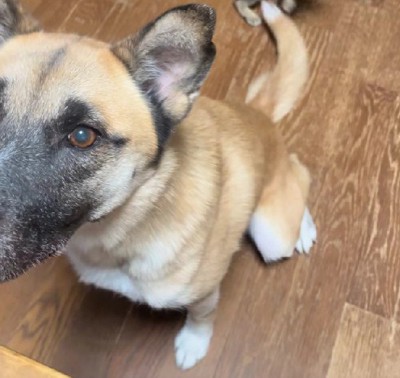 尻尾を振っていたら…