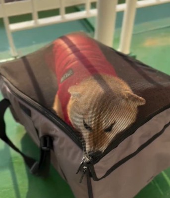 ネットに埋まる犬3