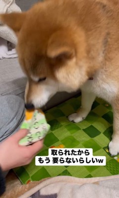 靴下を取られたぽんず君⑩