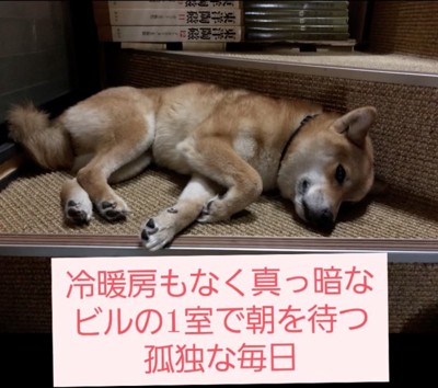 表情にも元気がない柴犬