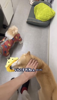 頭を撫でられる豆柴