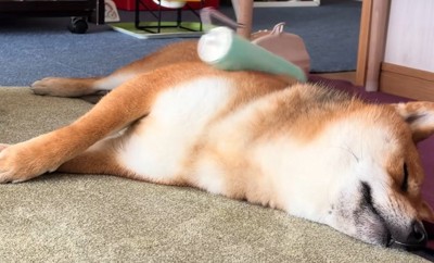 表情豊かな柴犬さんでした