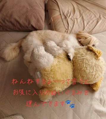 ぬいぐるみと並んで眠る犬