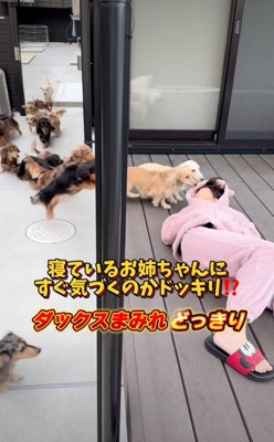 女の子に向かっていく犬