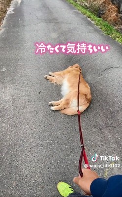 道に横たわるハッピーちゃん